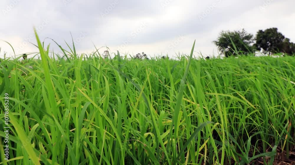 Slow Motion Blades of grass swaying through wind outdoor in nature during springtime. Slow Motion Blades of grass swaying through wind outdoor in nature during springtime.