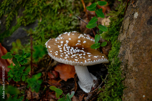 A closeup of a Amanita pantherina growing in a forest photo