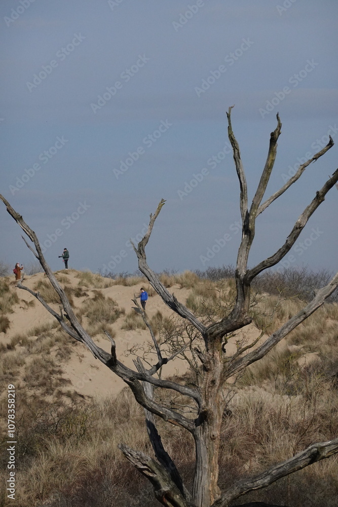 Fototapeta premium dead tree in the desert
