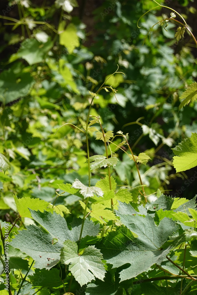 Grapevine Grapevine