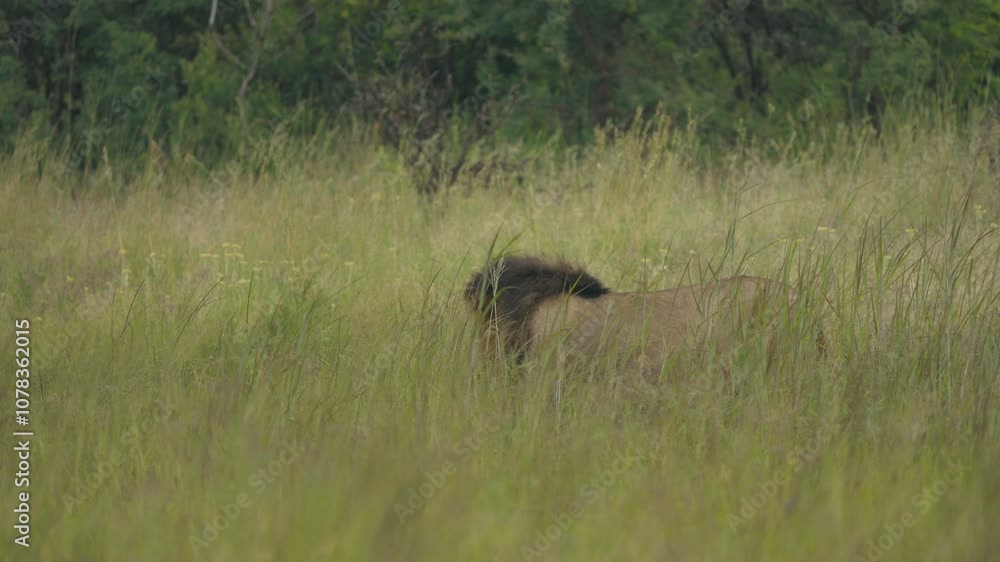 A lioness, barely visible among the tall grasses of the African savannah, moves stealthily, her keen eyes scanning the horizon in search of her next prey, blending seamlessly into the wild landscape. A lioness, barely visible among the tall grasses of the African savannah, moves stealthily, her keen eyes scanning the horizon in search of her next prey, blending seamlessly into the wild landscape.