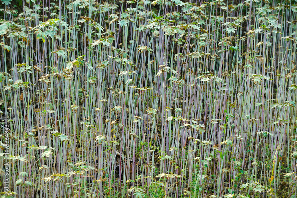 Obraz premium Lush Green Landscape of Intricate Stems and Leaves in a Natural Setting Showcasing the Beauty of Plant Life and Biodiversity in Detail