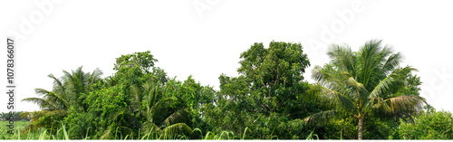 Wallpaper Mural Green trees isolated are forest on transparent background.Forest and foliage in summer with cut path and alpha channel, high resolution. Torontodigital.ca