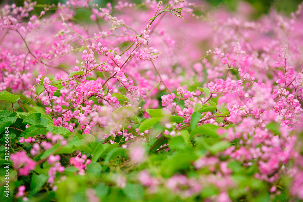 Delicate Pink Blossoms of Ground Cover Flowers in a Lush Green Landscape, Showcasing Nature's Beauty and Vibrant Spring Atmosphere Delicate Pink Blossoms of Ground Cover Flowers in a Lush Green Landscape, Showcasing Nature's Beauty and Vibrant Spring Atmosphere