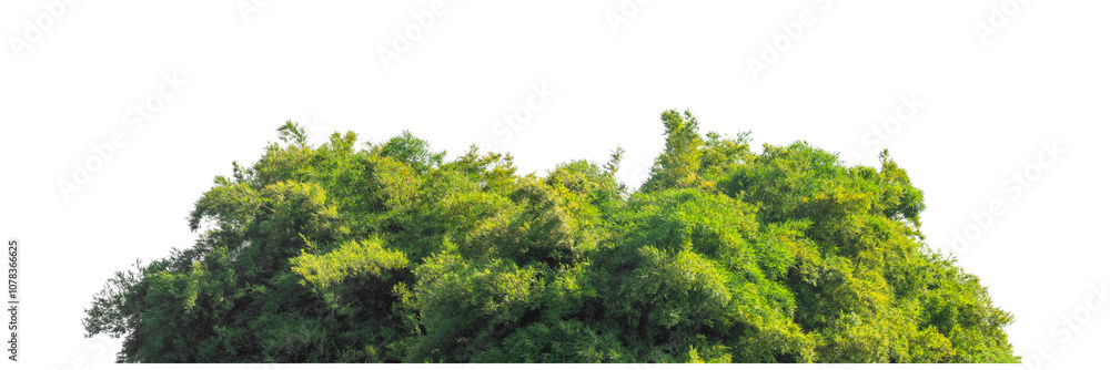custom made wallpaper toronto digitalGreen trees isolated are forest on transparent background.Forest and foliage in summer with cut path and alpha channel, high resolution.