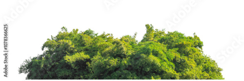 Green trees isolated are forest on transparent background.Forest and foliage in summer with cut path and alpha channel, high resolution.