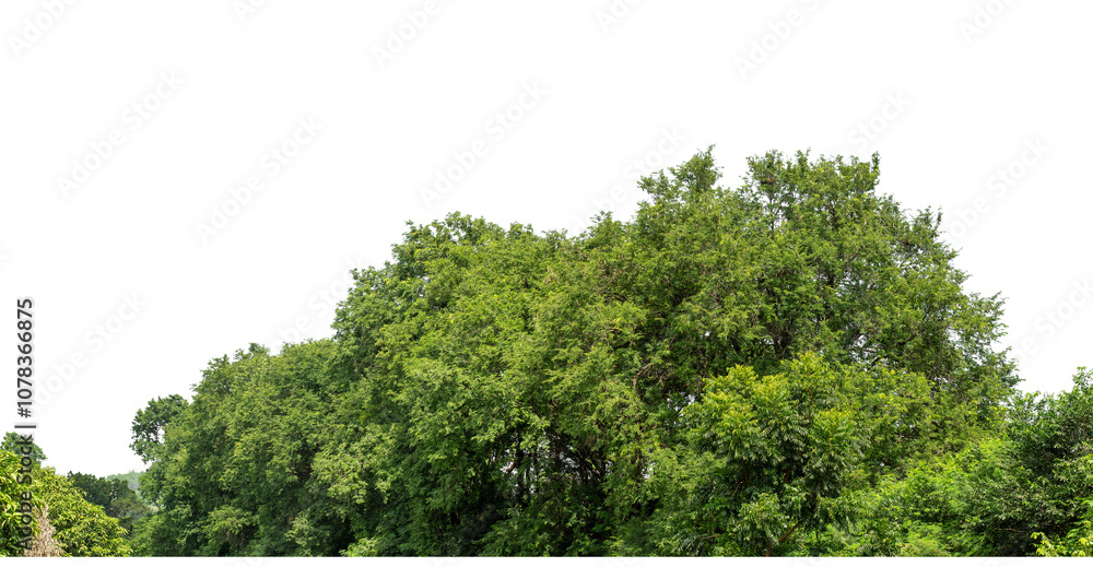 Green trees isolated are forest on transparent background.Forest and foliage in summer with cut path and alpha channel, high resolution. Green trees isolated are forest on transparent background.Forest and foliage in summer with cut path and alpha channel, high resolution.