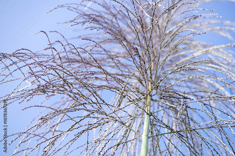 Delicate Silhouettes of Grass with Fine Details Against a Clear Blue Sky Capturing the Essence of Nature's Beauty in a Tranquil Environment Delicate Silhouettes of Grass with Fine Details Against a Clear Blue Sky Capturing the Essence of Nature's Beauty in a Tranquil Environment