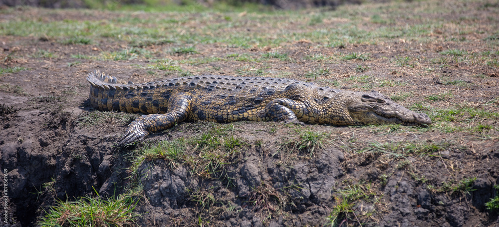 Crocodile resting in Chobe National Park, Botswana, Africa Crocodile resting in Chobe National Park, Botswana, Africa
