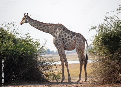 Giraffe, long neck safari animal at Chobe national park in Africa photo