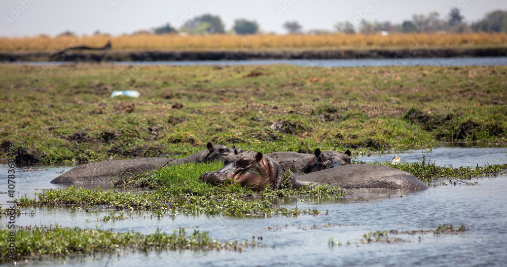Hippopotamus, three hippos in the water, Chobe River, National Park, Botswana, Africa Hippopotamus, three hippos in the water, Chobe River, National Park, Botswana, Africa