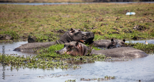Photography Hippopotamus, three hippos in the water, Chobe River, National Park, Botswana, A