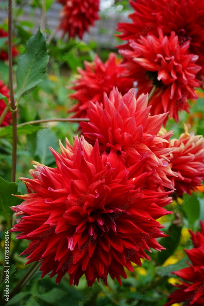red dahlias in the garden red dahlias in the garden