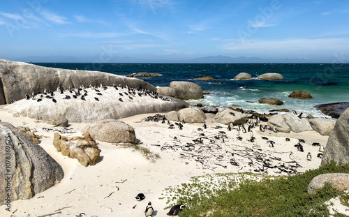 Boulders beach at South Africa. African penguins colony, Spheniscus demersus, or  Cape penguins photo