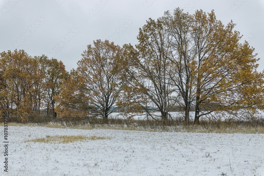 custom made wallpaper toronto digitalA snowy field with trees in the background