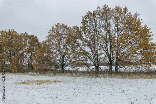 Wallpaper Mural A snowy field with trees in the background Torontodigital.ca