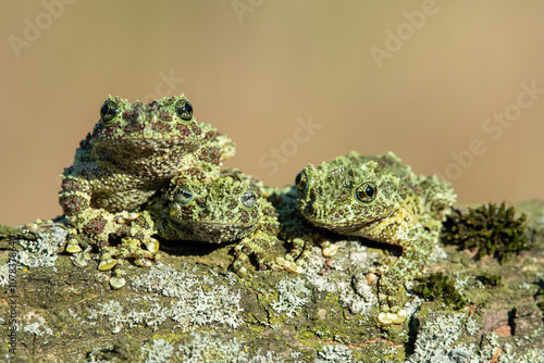 Mossy Frog, Theloderma corticale, also known as a Vietnamese Mossy Frog, or Tonkin Bug-eyed Frog, portrait against white background photo