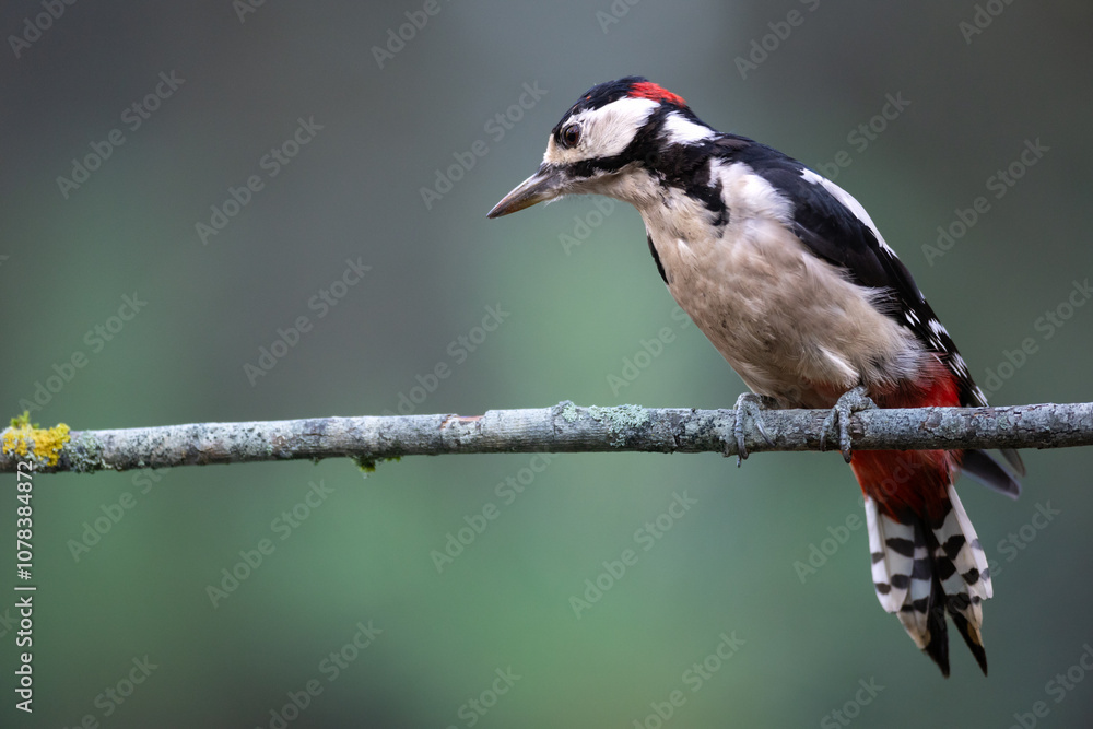 Birds - male Great spotted woodpecker - Dendrocopos major, woodpecker sitting on a tree trunk, autumn time in forest pond bird drinking water Birds - male Great spotted woodpecker - Dendrocopos major, woodpecker sitting on a tree trunk, autumn time in forest pond bird drinking water