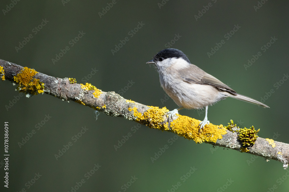 Naklejka premium Bird - Marsh Tit ( Poecile palustris ) perched on tree autumn time small bird after bath