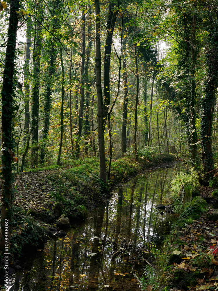 Fototapeta premium The Monza park at November