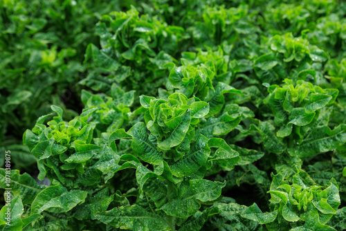 Green stem lettuce crops in garden