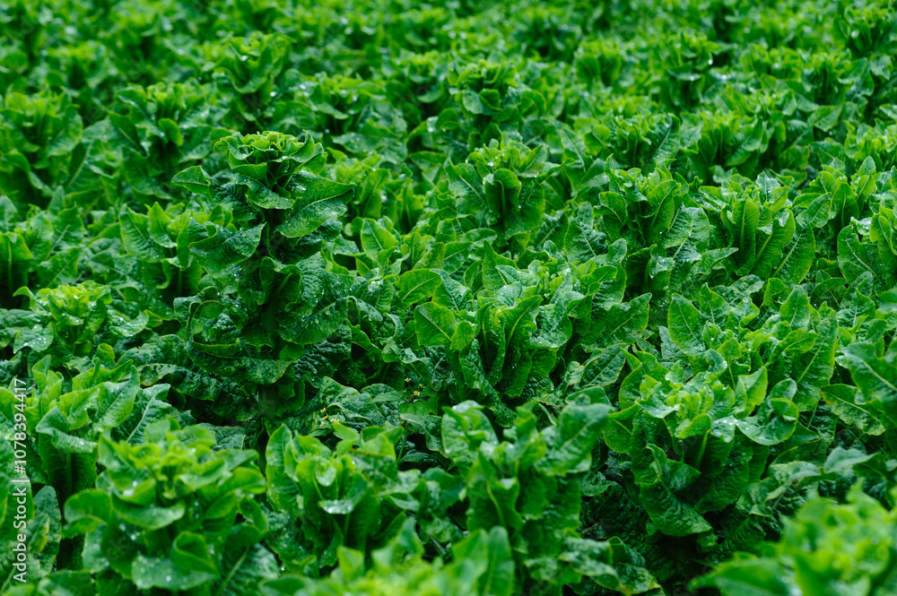 Green stem lettuce crops in garden Green stem lettuce crops in garden