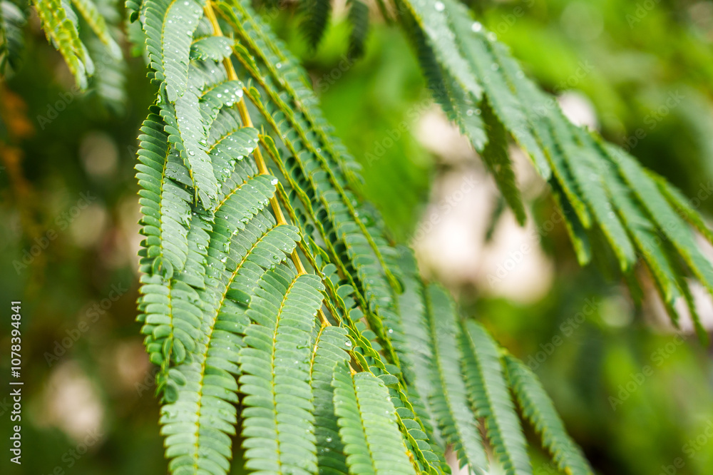 Naklejka premium Close-up of Persian silk tree leaves with water raindrops creating a refreshing and natural atmosphere. Ideal for nature and landscaping themes