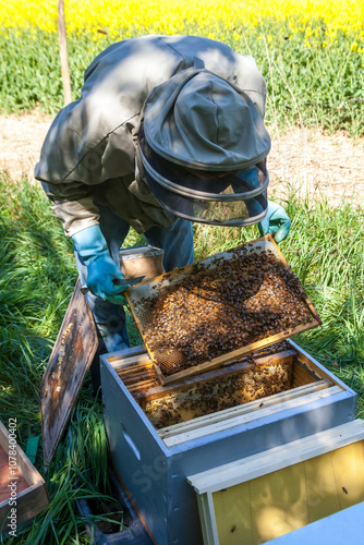 Apiculture - Apiculteur tenant un cadre de cire au dessus d'une ruche, lors d'une visite sanitaire et inspection du rucher