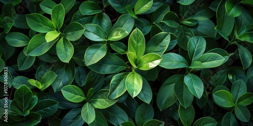 Minimalist Green Leaf Background with Varying Shades of Green