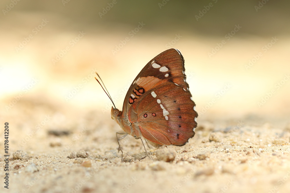 Obraz premium butterfly on the ground