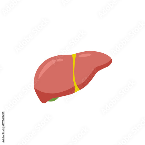 Human liver icon