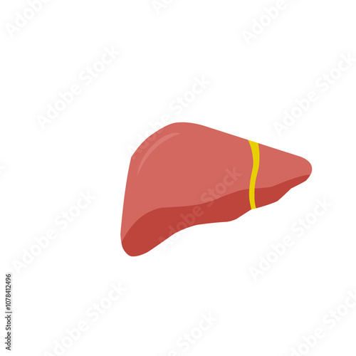 Human liver icon