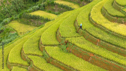 Obraz na plátně Vietnam ricefields