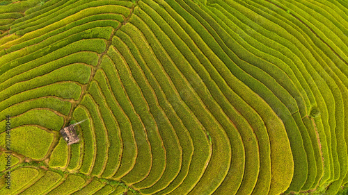 Obraz na plátně Vietnam ricefields