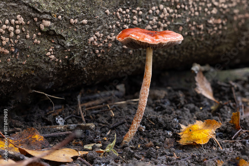 Redlead Roundhead