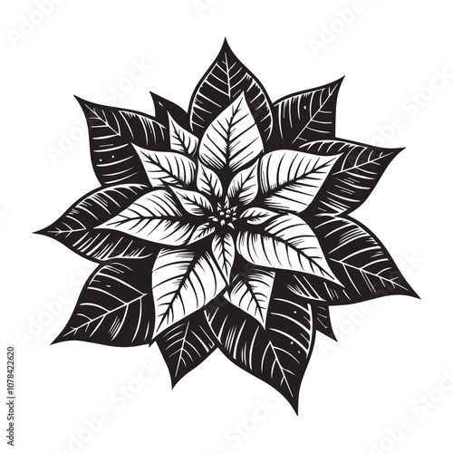 Classic Black and White Poinsettia Illustration for Festive Designs. This striking black and white illustration of a poinsettia captures the essence of holiday cheer.