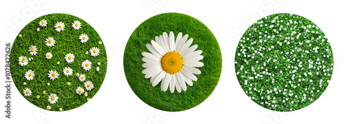 Set of circular arrangements of daisies and white flowers on grass isolated on transparent