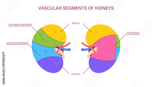 Vascular Segments of Kidneys. Color-Coded Anatomy with Apical, Caudal, Anterior, and Posterior Sections