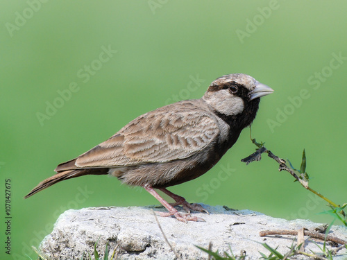 Ashy-crowned sparrow-lark is sitting on the stone on the ground and about to fly. photo