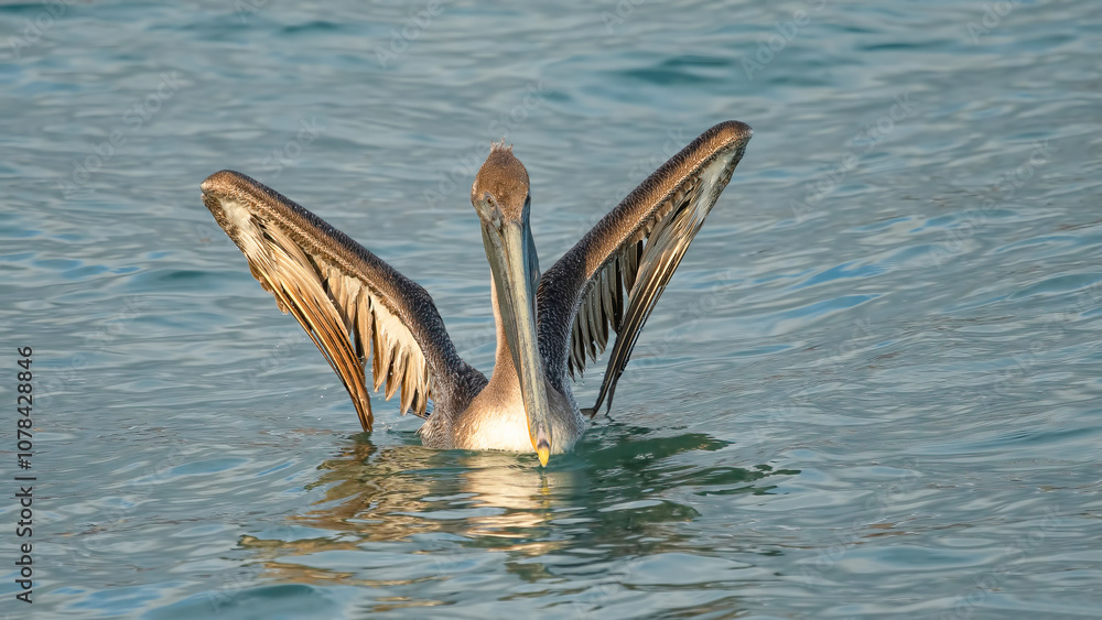 California brown pelican swimming in the sea. (PELECANUS OCCENTALİS CALİFORNICUS)