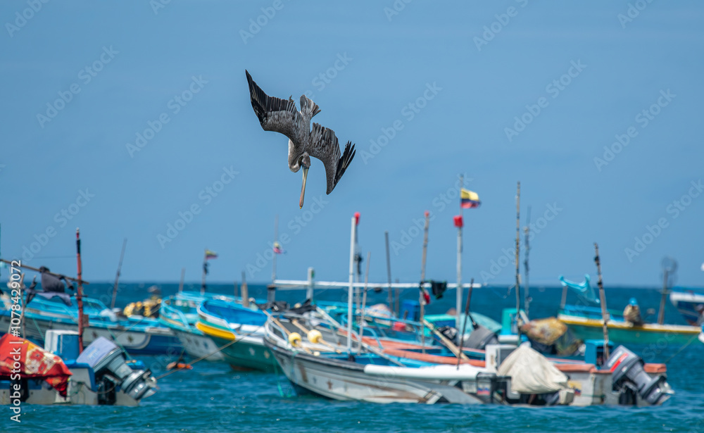 California Brown Pelican (Pelecanus Occidentalis Californicus) dive into the water to catch fish in the sea.