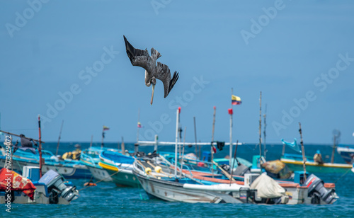 California Brown Pelican (Pelecanus Occidentalis Californicus) dive into the water to catch fish in the sea.