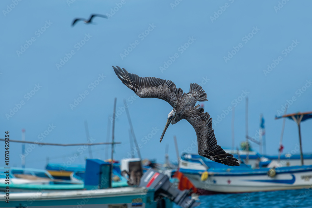 California Brown Pelican (Pelecanus Occidentalis Californicus) dive into the water to catch fish in the sea.