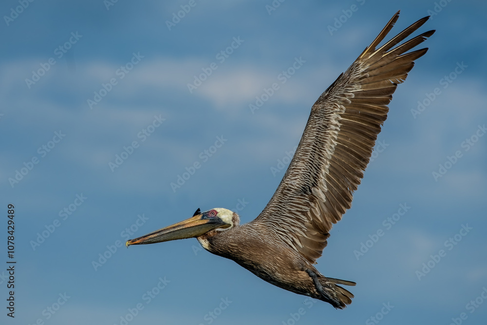 California Brown Pelican Flying moment. (PELECANUS OCCENTALİS CALİFORNICUS)