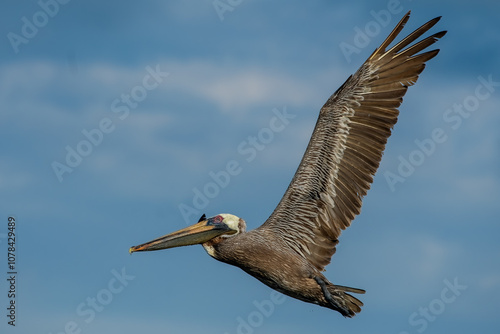 California Brown Pelican Flying moment. (PELECANUS OCCENTALİS CALİFORNICUS)