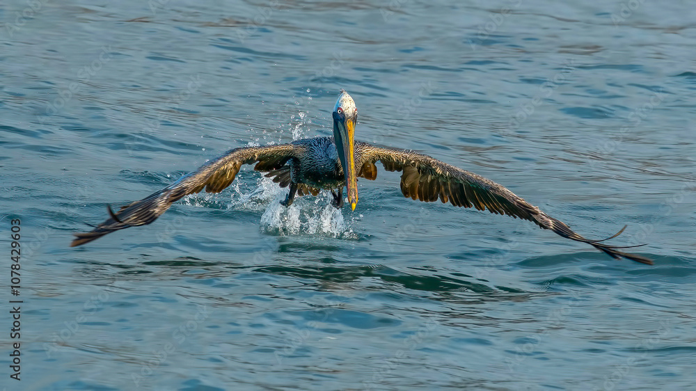 California Brown Pelican Flying moment. (PELECANUS OCCENTALİS CALİFORNICUS)