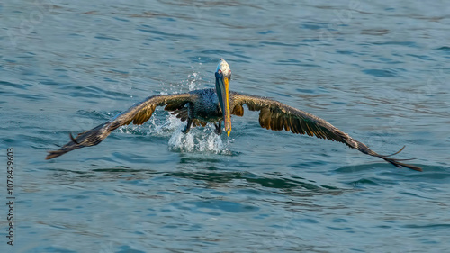 California Brown Pelican Flying moment. (PELECANUS OCCENTALİS CALİFORNICUS)