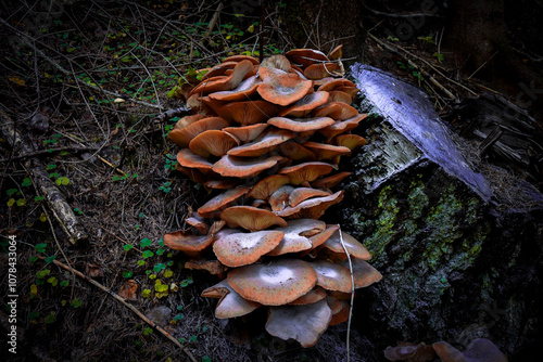 „Schätze des Waldes: Pilze in ihrer ganzen Vielfalt“ photo