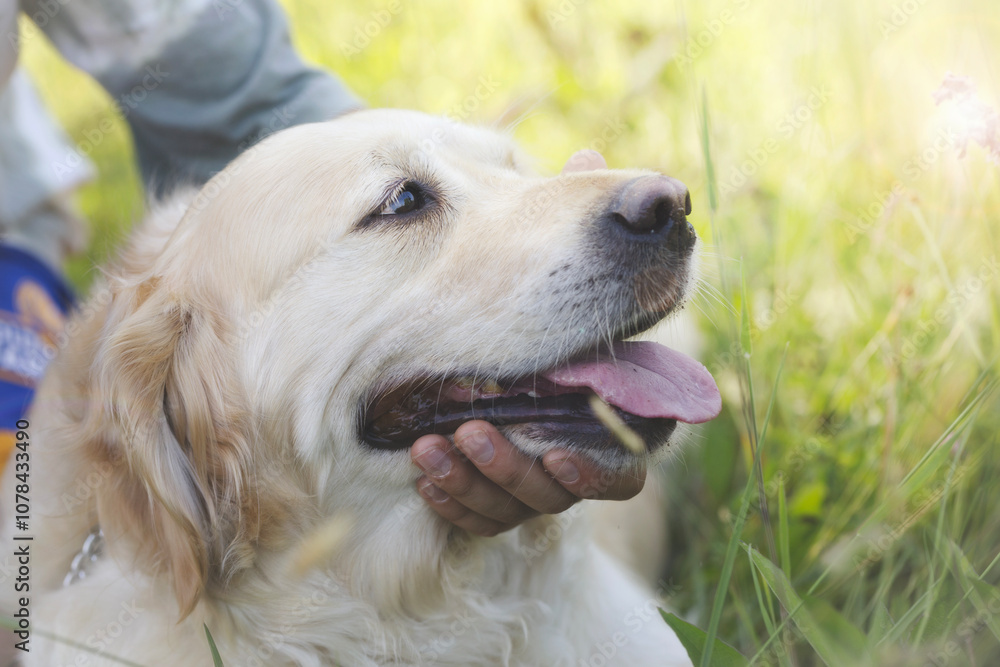 happy expression of a dog loved by its owner who caresses it outdoor happy expression of a dog loved by its owner who caresses it outdoor