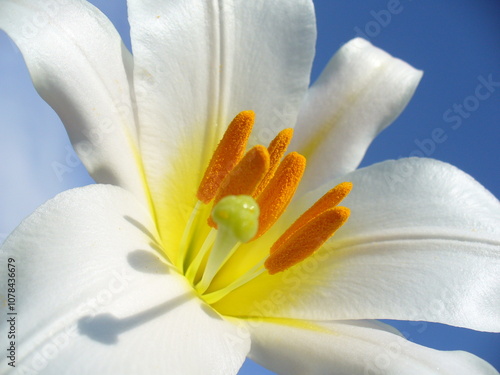 Open fresh flower with orange stamens of white Lilium and blue sky in springtime - close-up, natural flower background of beauty of nature. Topics: blooming, flowering, vegetation, flora, season